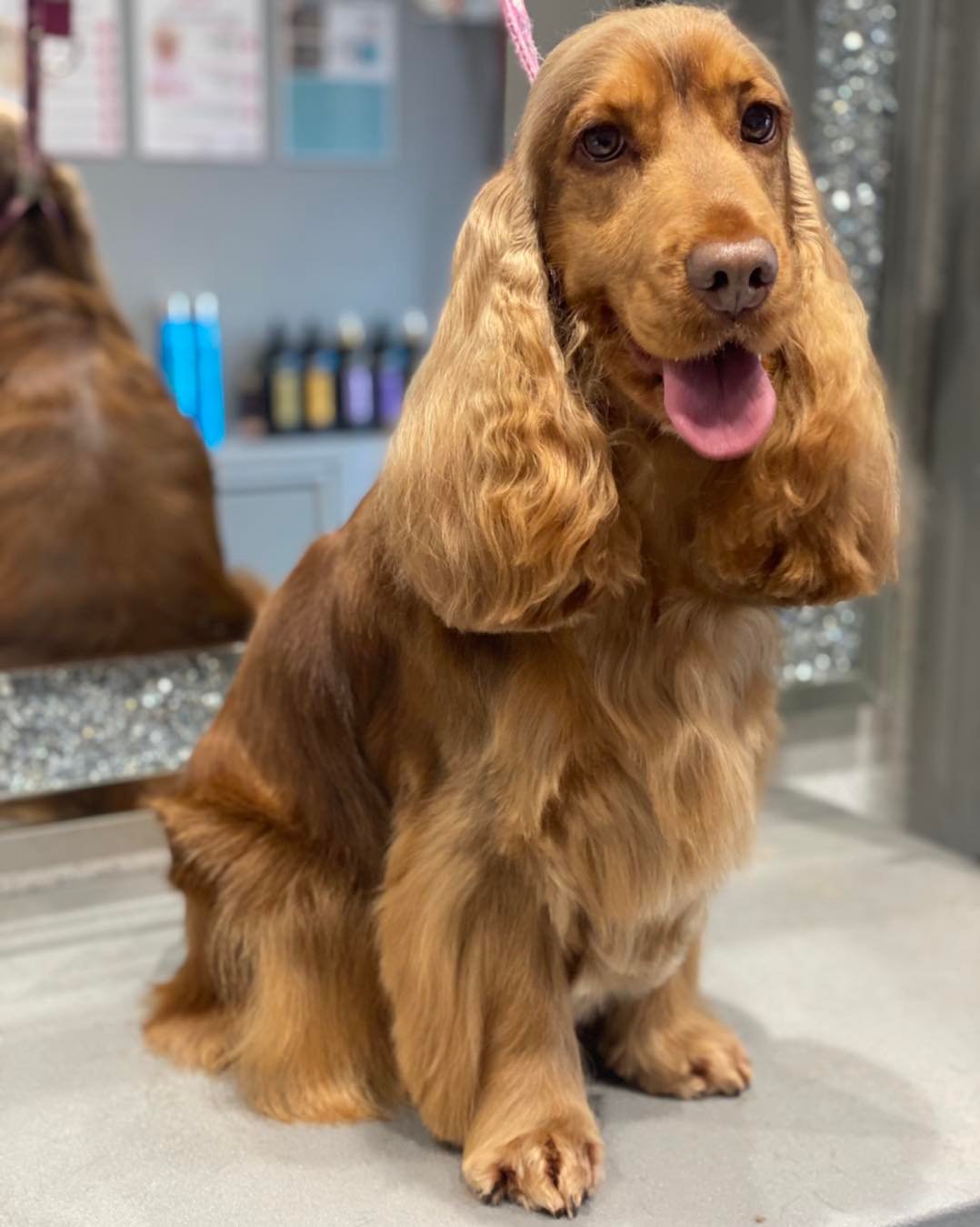 dog grooming walsall dog grooming walsall