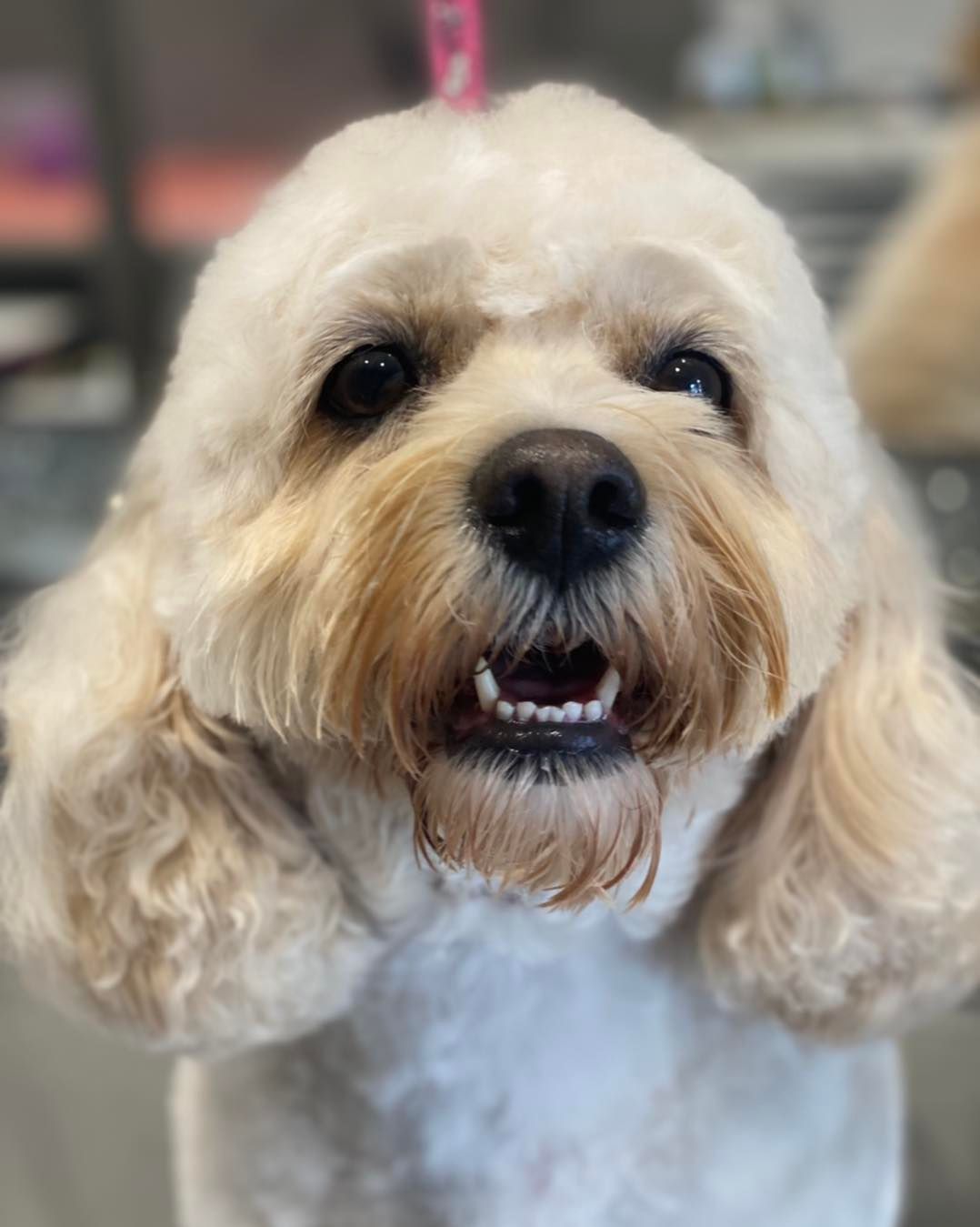 dog grooming walsall dog grooming walsall