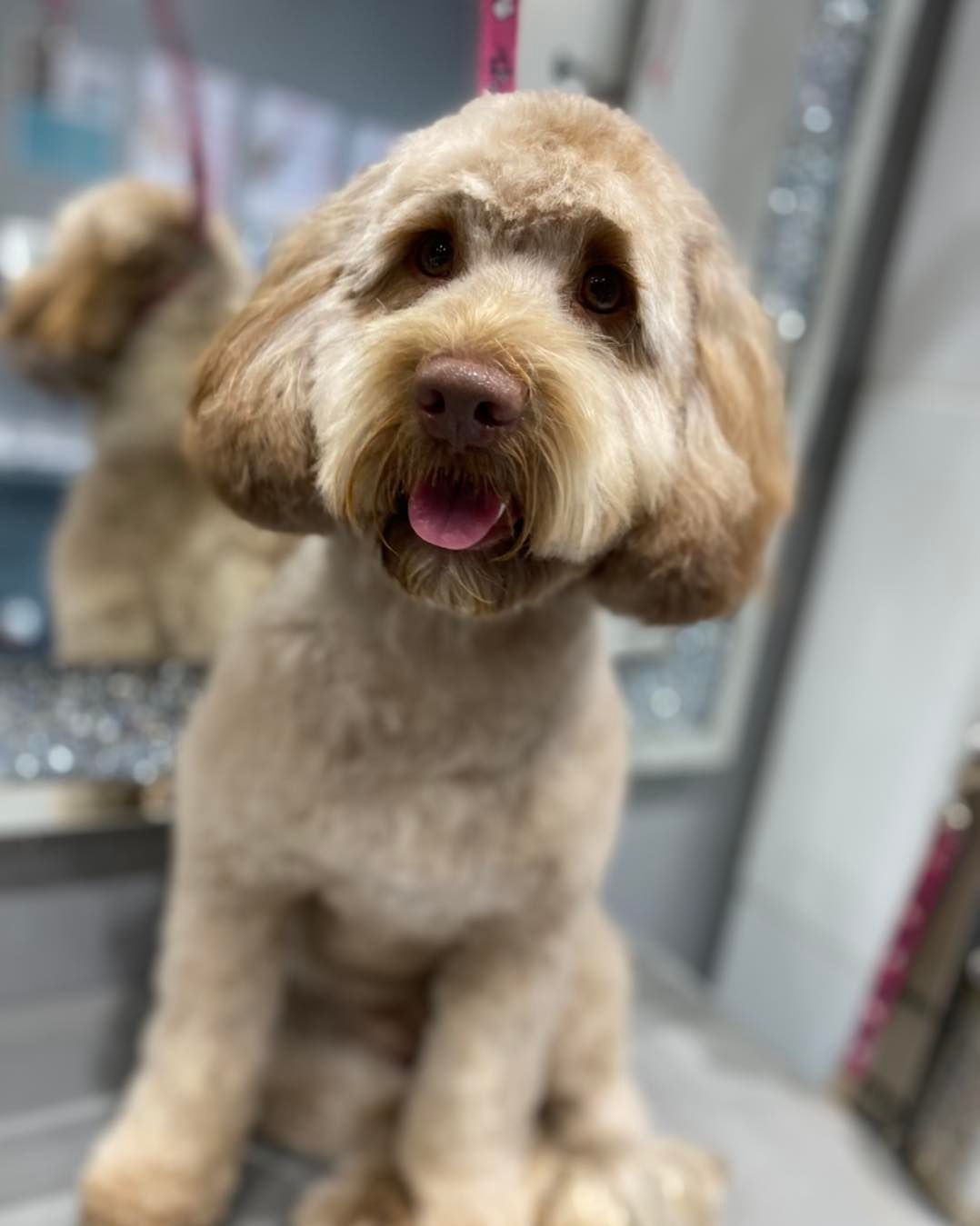 dog grooming walsall dog grooming walsall