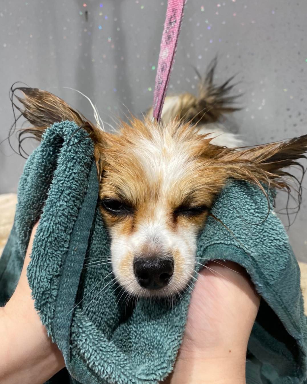 dog grooming walsall dog grooming walsall